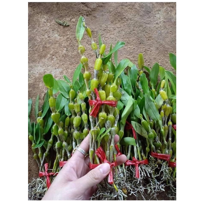 Hoa Lan  chuỗi ngọc(1 bó)