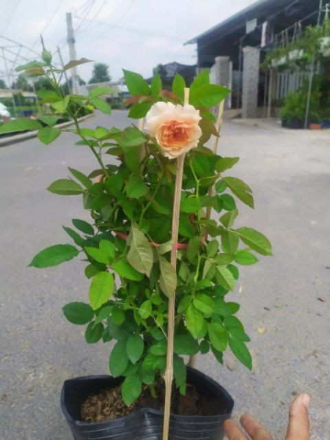 [Cây giống hoa] Hồng Kizuna size chậu C9 - CayGiongTot