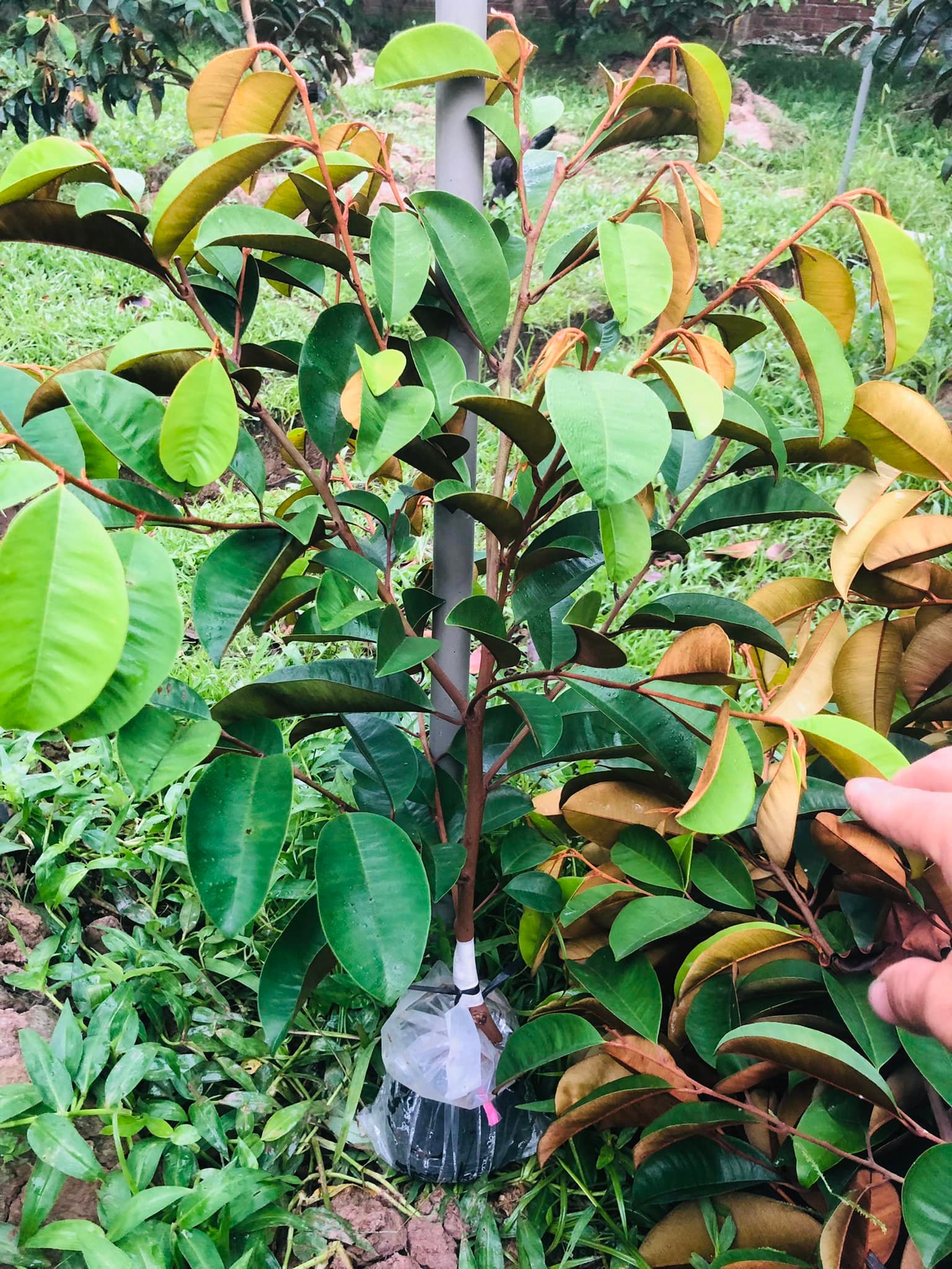 Câu VÚ SỮA TÍM MICA GHÉP HÀNG CHOAI (tem chuẩn giống)