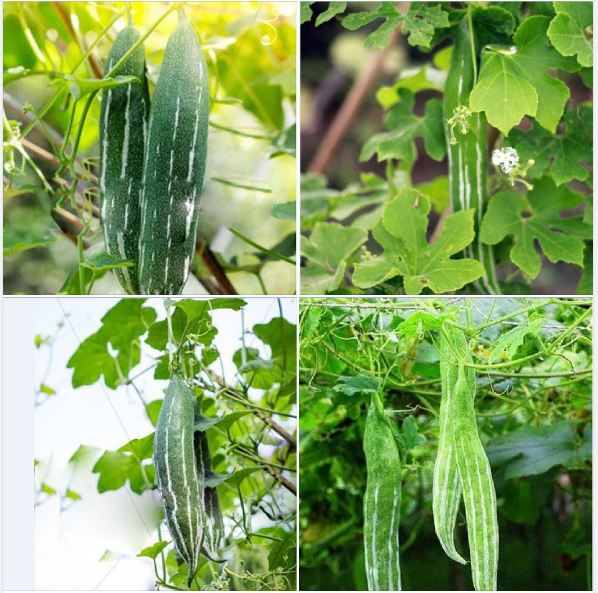 Hạt giống lặc lày - mướp mèo ( gói 10 hạt )