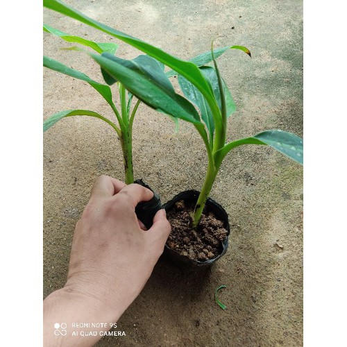 CÂY GIỐNG CHUỐI TIÊU HỒNG SIÊU QUẢ