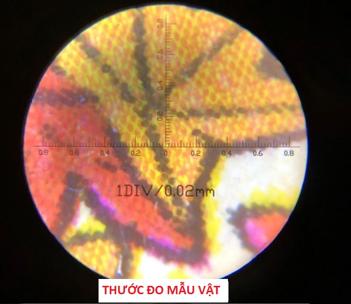 Kính lúp 100x cầm tay có đèn V2 ( SOI MẠCH ĐIỆN TỬ, ĐỒ GỐM SIÊU NÉT )