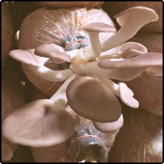Phôi nấm Bào ngư và Mộc nhĩ ( Kiện 03 bào ngư, 03 mộc nhĩ)