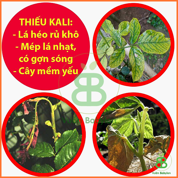 Phân Bón KaLi Nguyên Chất 500G