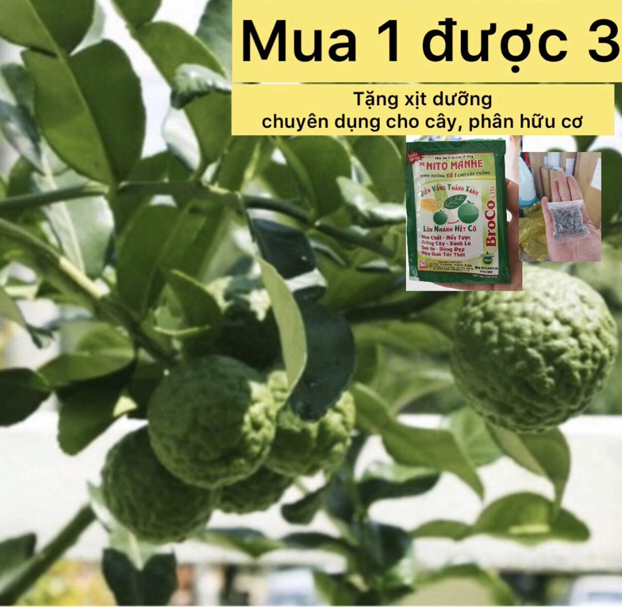 Xả hàng tại vườn ----- cây chúc cây trúc, hấp gà, cây ăn quả, ăn lá.