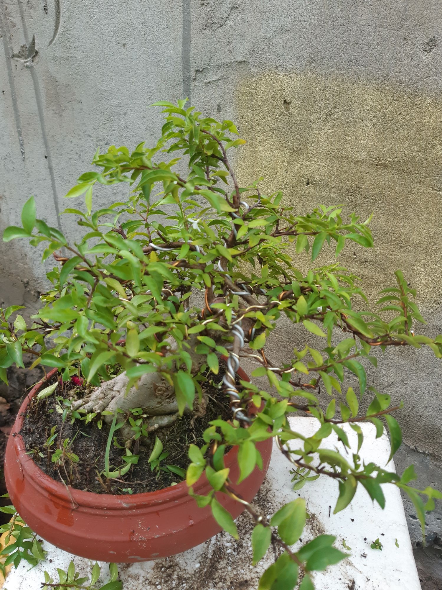 mai chiếu thủy bonsai trung