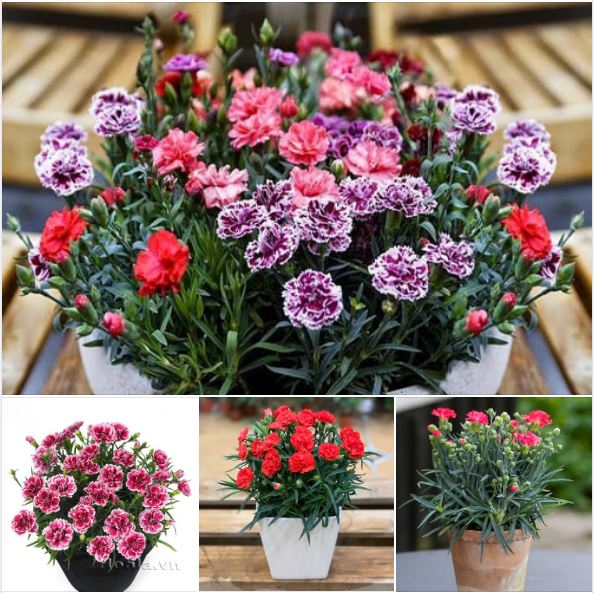 Hạt giống hoa cẩm chướng kép lùn nhiều màu - 1 gói 50 hạt