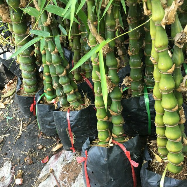 Cây trúc phật bà