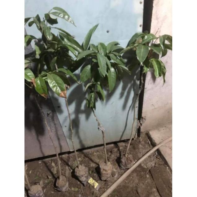 Cây giống vải u hồng chín sớm