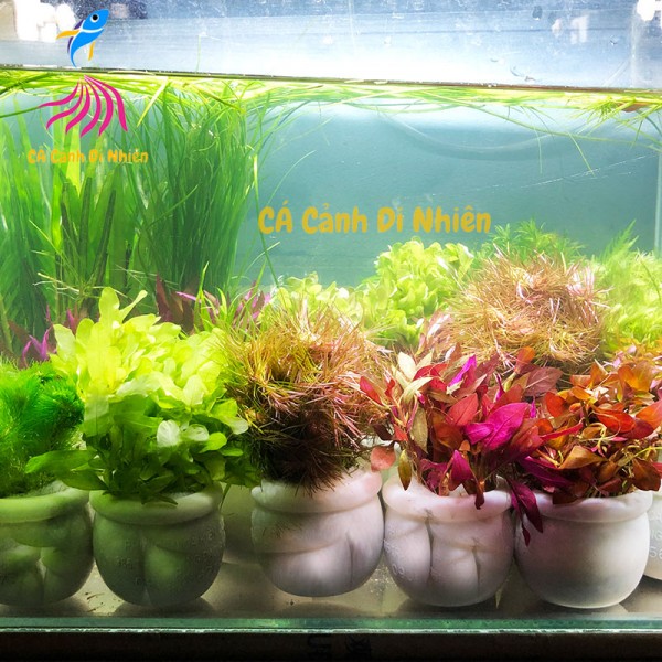 Cây thủy sinh cắt cắm dễ trồng, không cần Co2