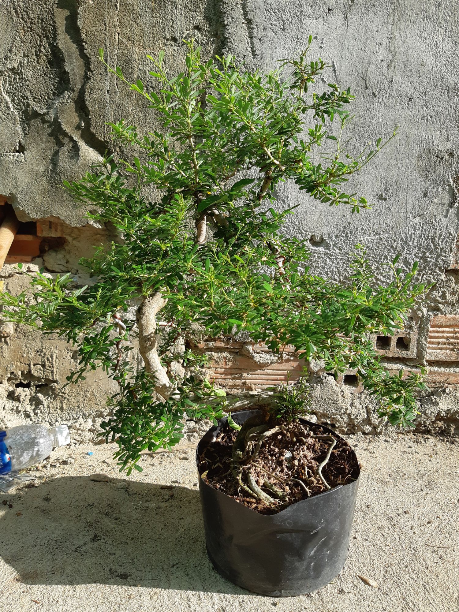 linh sam bonsai gốc quái