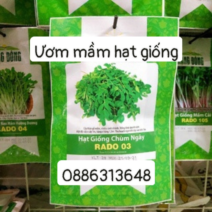 Hạt giống Chùm ngây(2g)