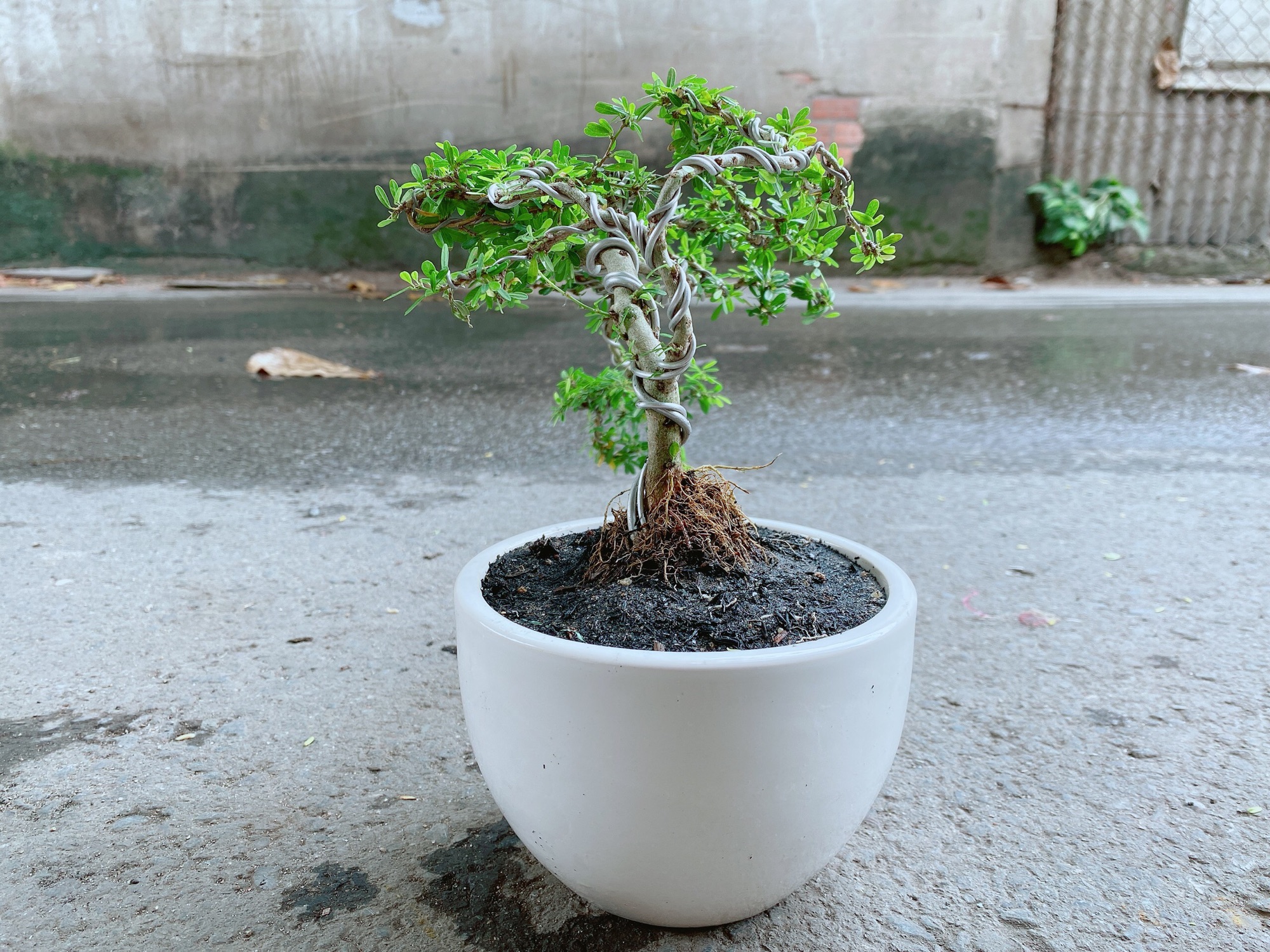Chậu Linh Sam Bonsai