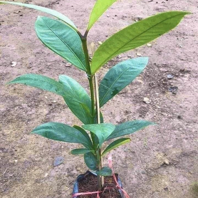 Cây măng cụt giống