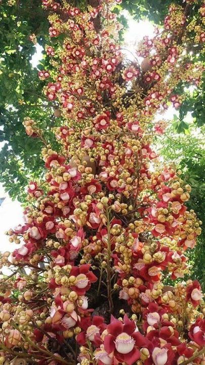 cây sala giống (cây đầu lân, hoa ngọc kỳ lân)