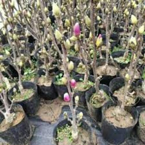 Com bo 5 gói hạt giống hoa mộc lan đủ màu