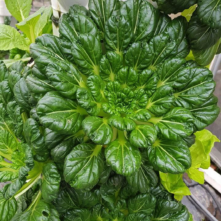 Gói 2 gram hạt giống cải hoa hồng Tatsoi - hạt giống hữu cơ Mỹ