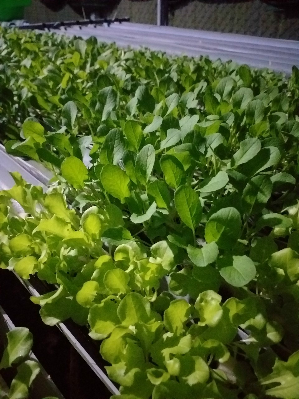 Mút Xốp Ươm Hạt Nhật Bản 96 Viên