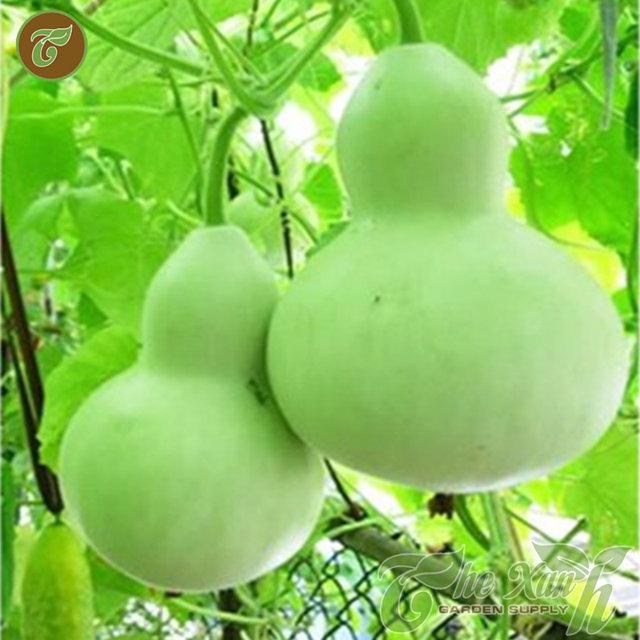 Hạt giống bầu hồ lô cao sản 10 hạt