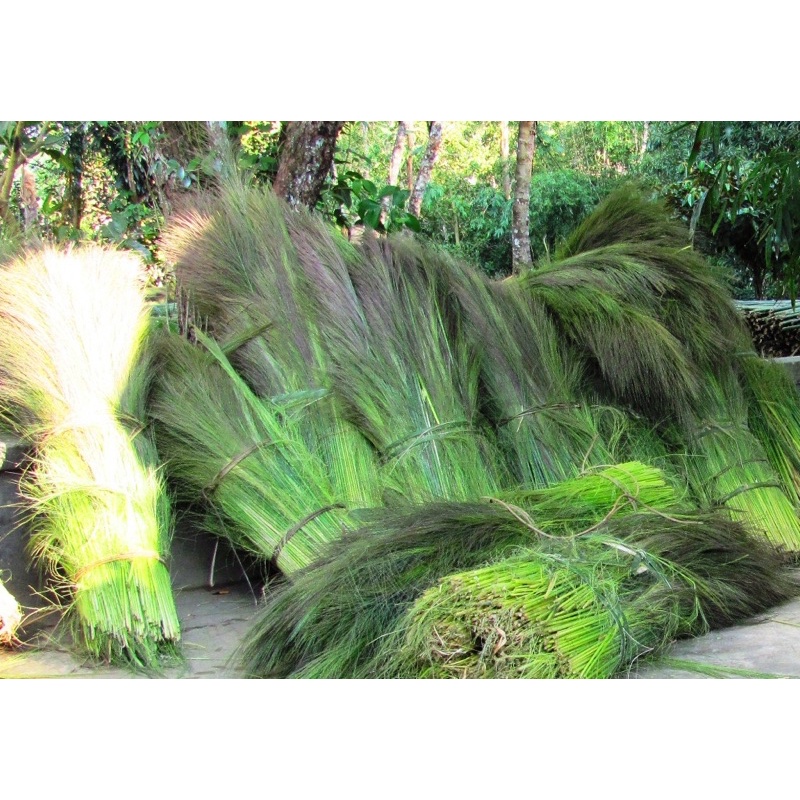 cây chít ,cây đót (gốc giống)