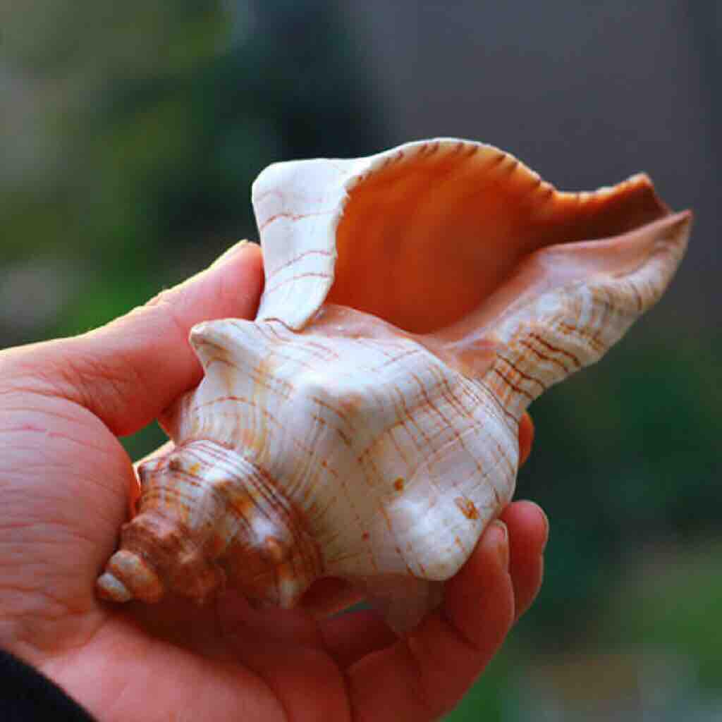 VỎ ỐC CỔ LẦU