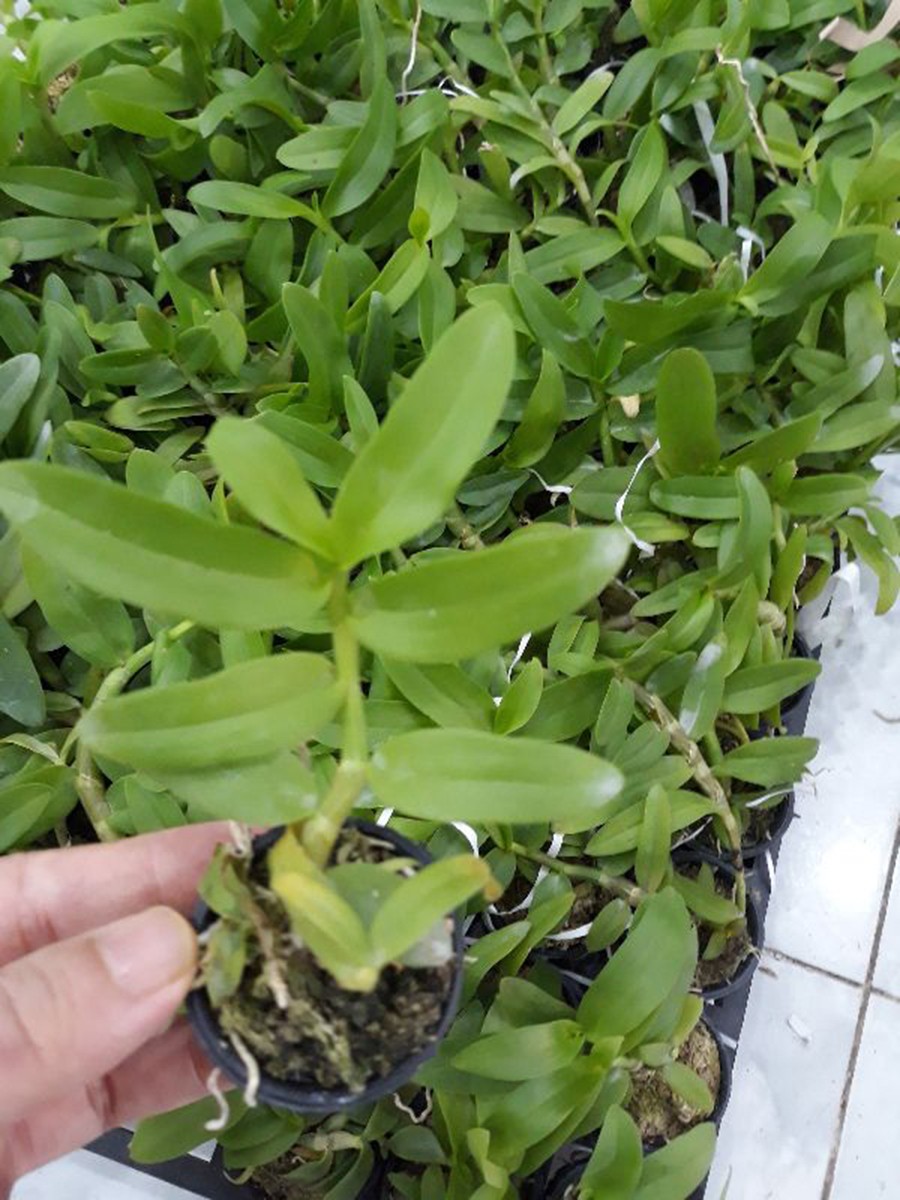 hoa phong lan 5ct phú thọ