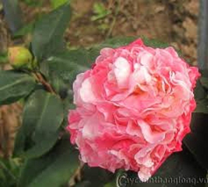 combo 2 cây giống hoa trà my HỒNG CỔ THƠM