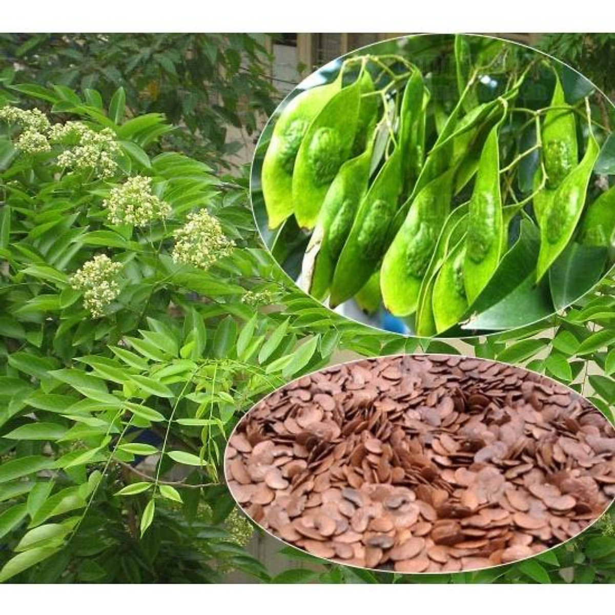 "Gói 20 Hạt " Hạt giống cây Sưa Đỏ (Huỳnh Đàn, Trắc Thối, Huê )