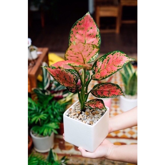 Cây vạn Lộc/ cây thiên Phú