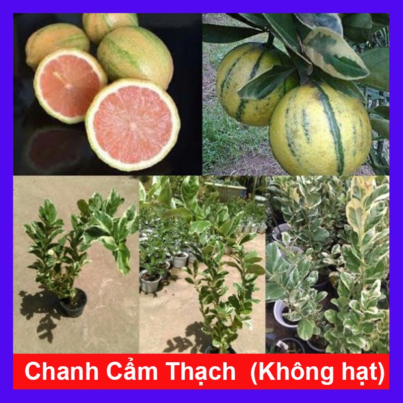 Cây Chanh Cẩm Thạch - cây ăn trái + tặng phân bón cho cây