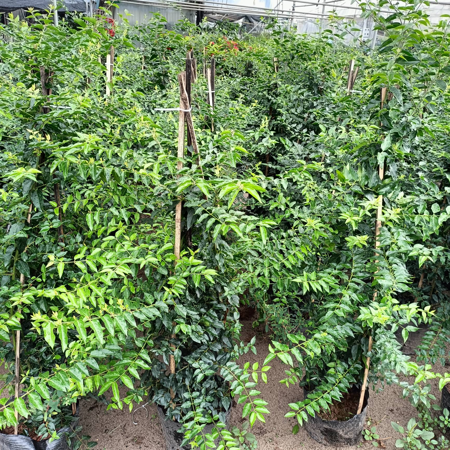 Cây hoa nguyệt quế leo đang ra hoa
