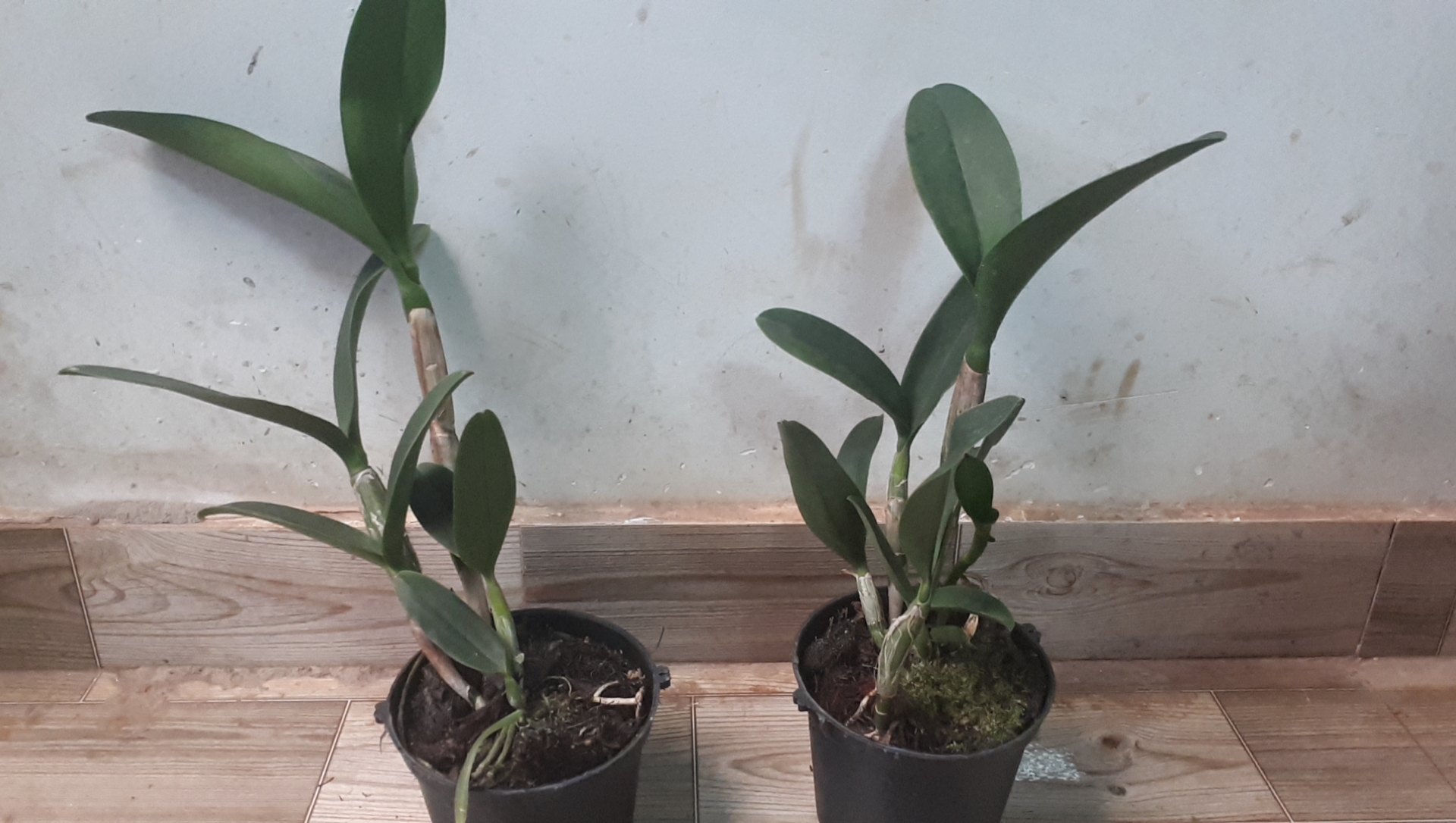 Hoa Lan : CATTLEYA - Tú Cầu Vàng