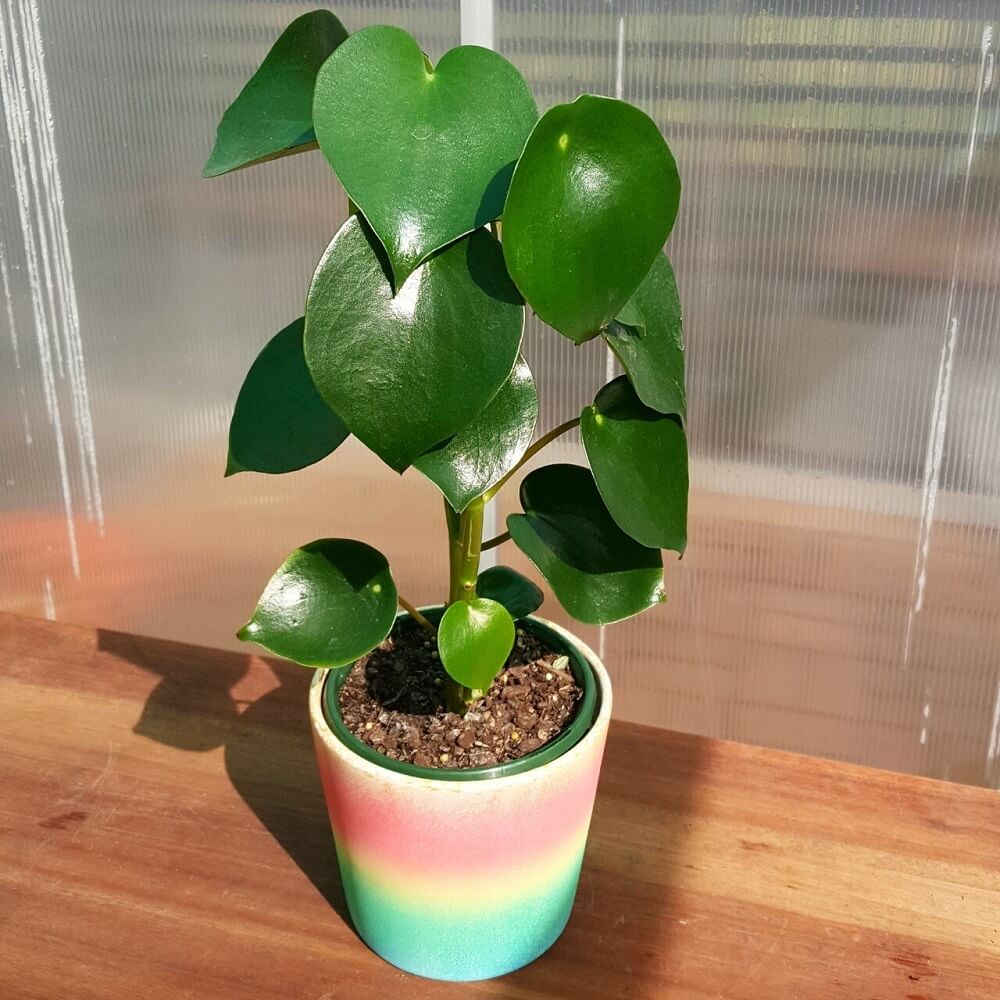 Cây Peperomia polybotrya Raindrop (Cây Giọt Mưa) chậu nhựa