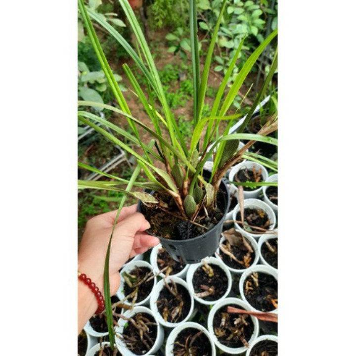 hoa phong lan tóc tiên hương dừa