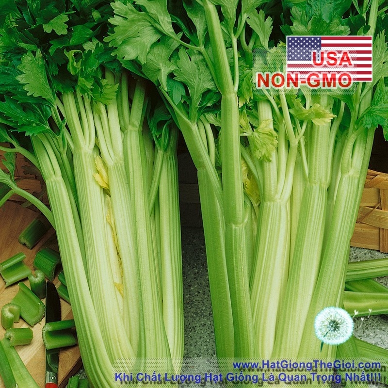 Hạt Giống Cần Tây Thera Rạng Đông Gói 5Gram