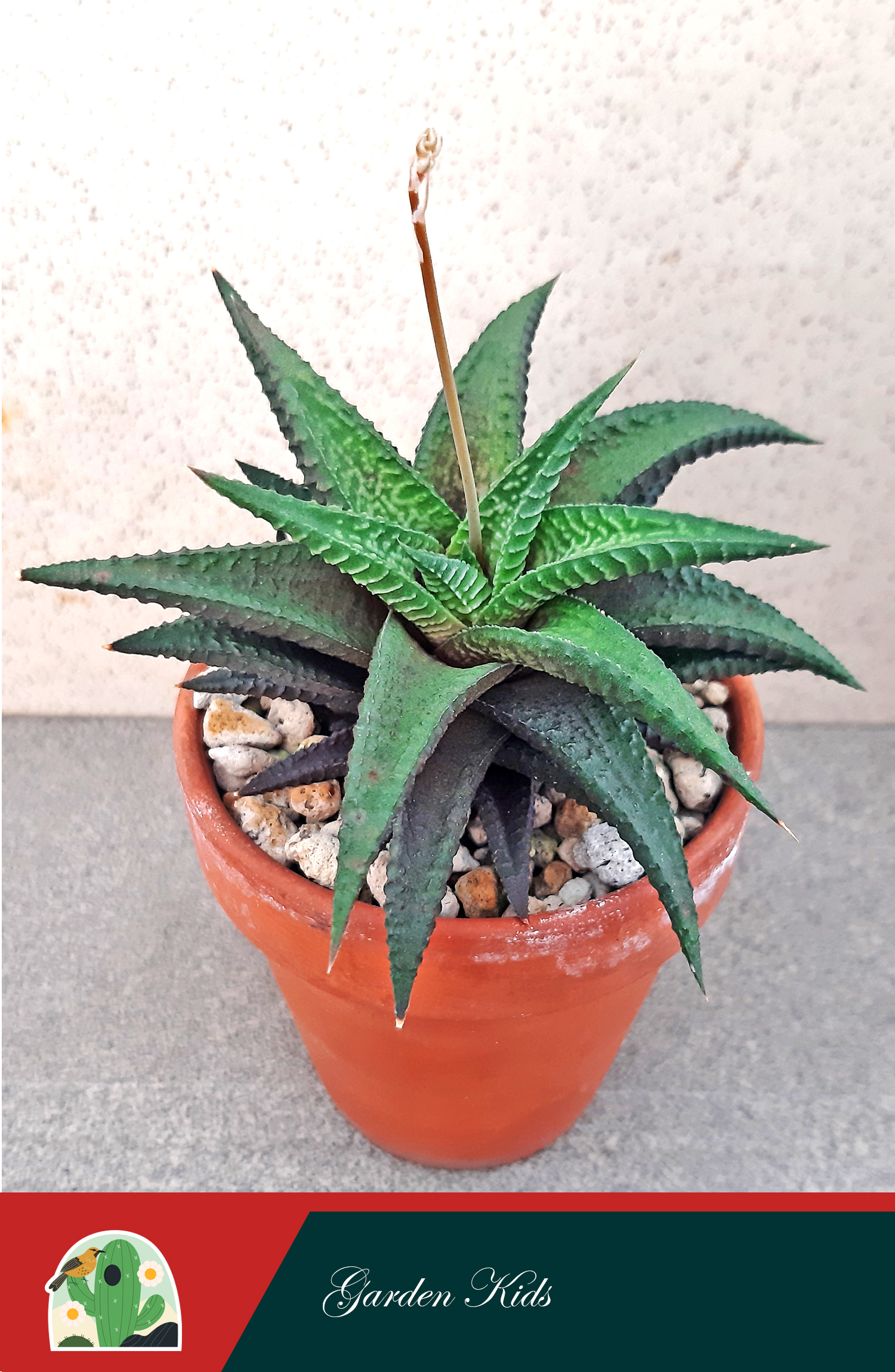 Cây móng rồng (Haworthia Limifolia)