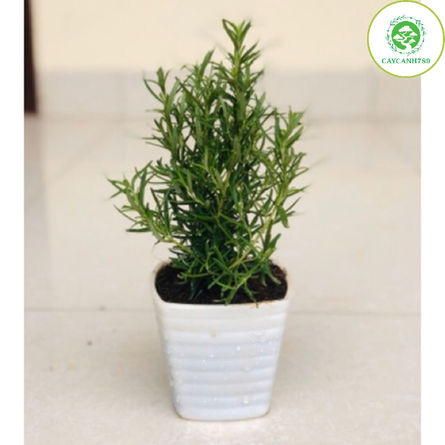 Cây hương thảo - rosemary - cây gia vị với hương thơm dịu nhẹ, vừa đuổi muỗi lại giúp thư giãn.