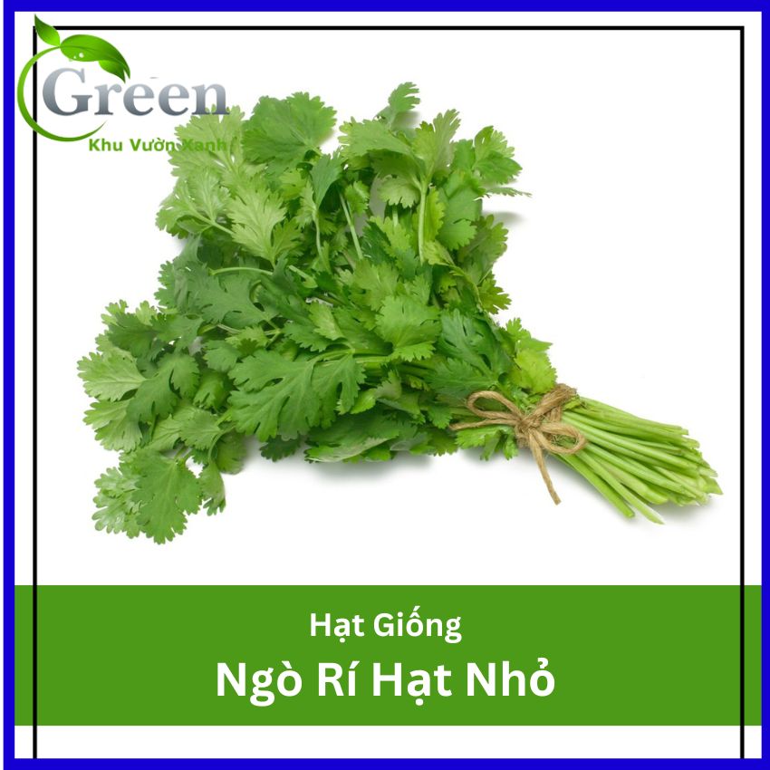 Hạt Giống Ngò Rí Hạt Nhỏ Dễ Nảy Mầm, Nhanh Thu Hoạch (Gói 20 Gam ~ 3000 hạt)