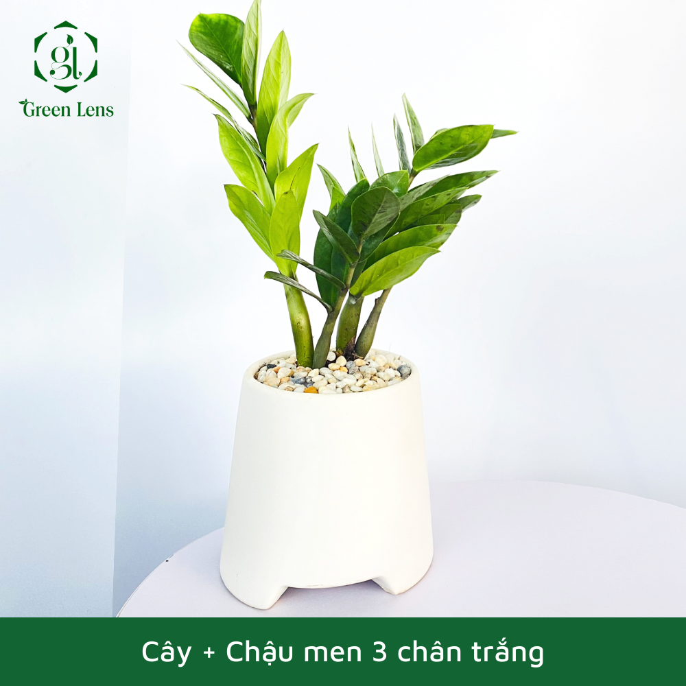 Cây kim tiền green lens cây cảnh, cây để bàn thu hút tài lộc và may mắn