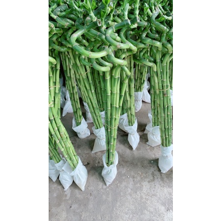 Phát Tài Xoắn 25k/Cây