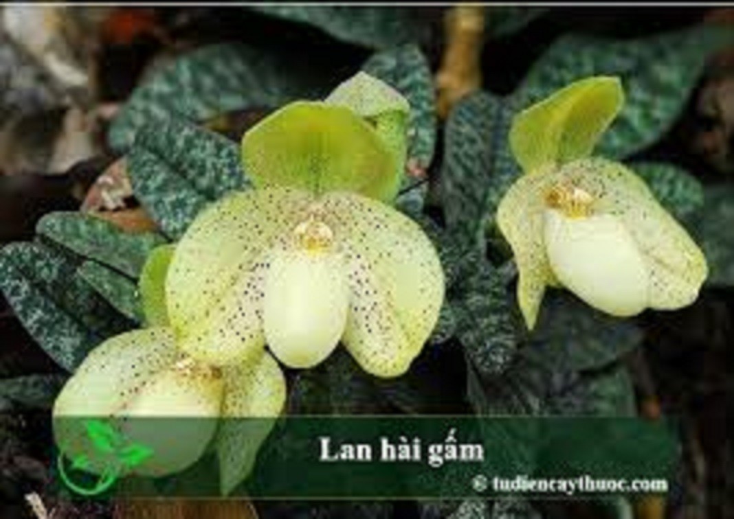 COMBO 5 CÂY LAN HÀI GẤM VÀNG RỪNG NGHỆ AN