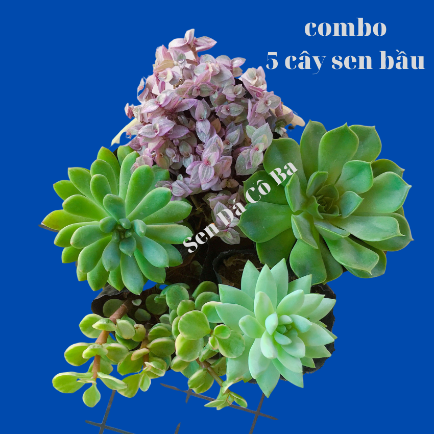 Combo 10 cây sen đá size bầu 5-7cm, khỏe đẹp thuần mọi khí hậu, cam kết lỗi 1 đổi 1, giao ngẫu các loại khác nhau của sen đá cô ba
