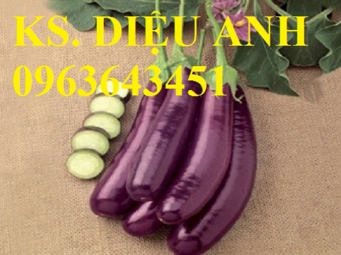 Hạt giống cà nâu cơm xanh rado 209 rạng đông gói 0.5gram