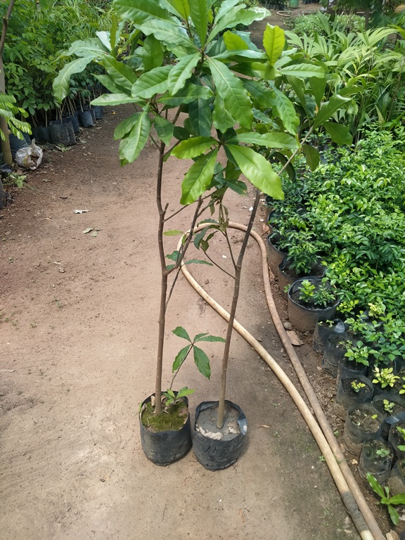 1 cây lộc vừng cao 1,3m đẹp