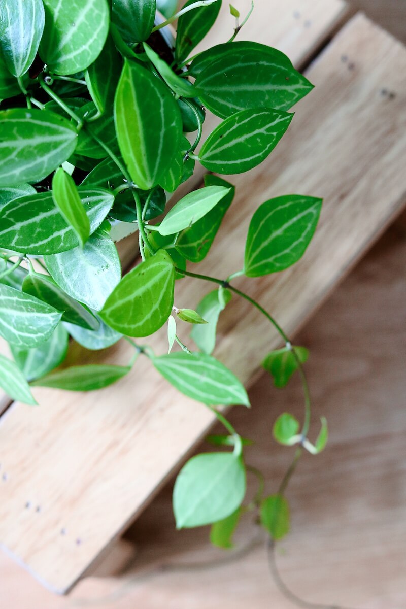 Cây Dischidia ovata - Lá Dưa Hấu (chậu treo hoặc chậu đất nung)
