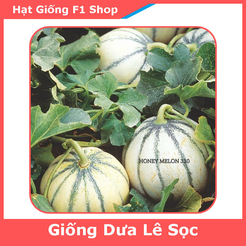 Hạt Giống Dưa Lê Sọc Ấn Độ Ngon Ngọt (253.F1)