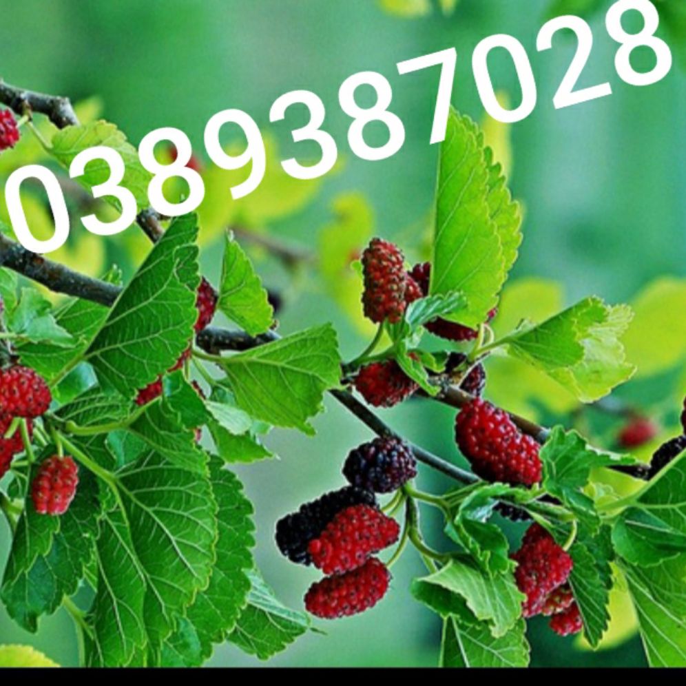 Lá dâu tằm 500g