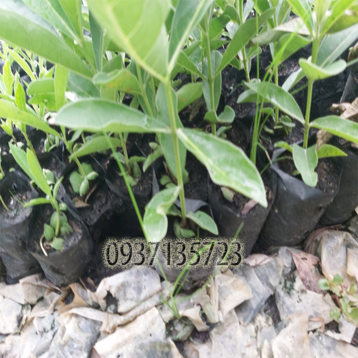 [HCM]combo 5 cây giống chuông vàng