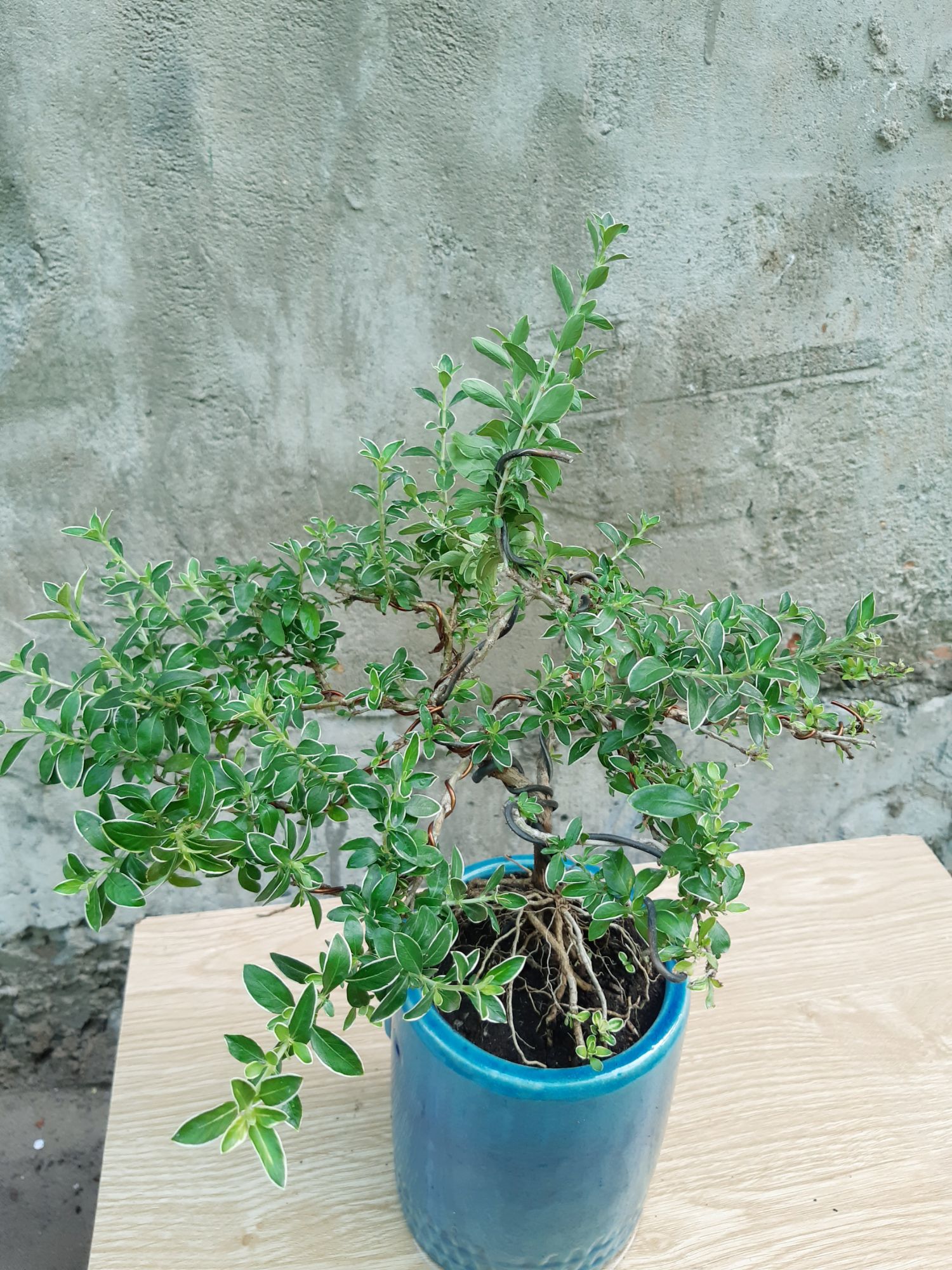 bạch tuyết mai bonsai DÁNGD ĐẸP
