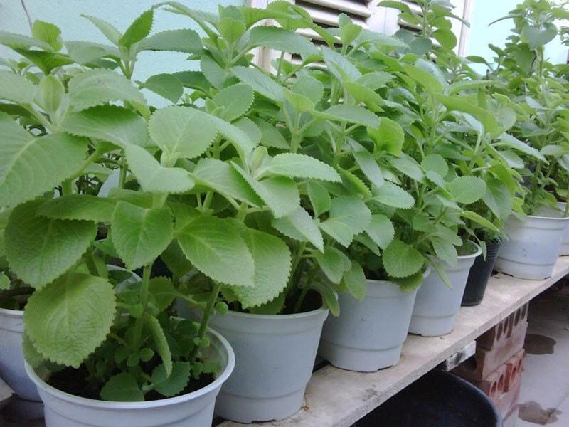 Hạt giống hùng chanh, rau tần 100 hạt